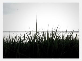 Plants growing on landscape