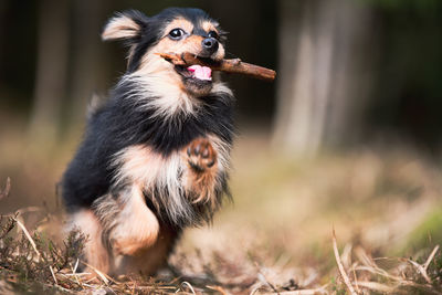 View of dog playing on field