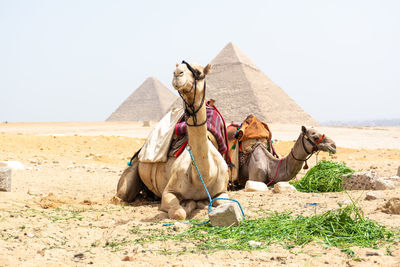 Camel in great pyramids of giza
