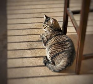 High angle view of tabby sitting on floor