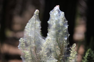 Close-up of person holding leaf