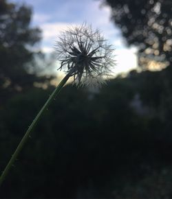 Close-up of flower against sky