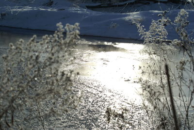 Close-up of frozen plants on land