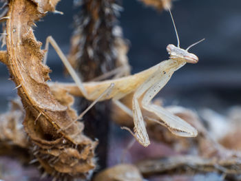 Close-up of insect