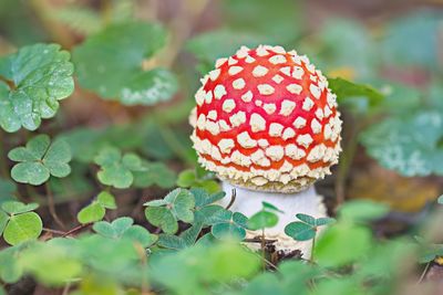 Sprouting toadstool between clover