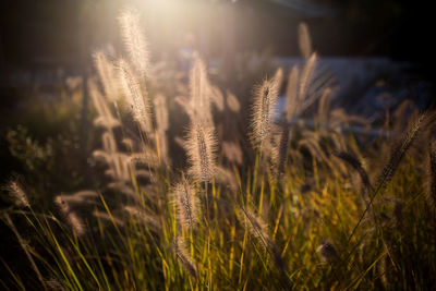 Close-up of wheat growing in field