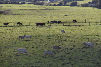 Cows grazing in field