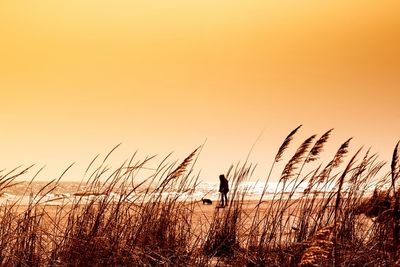 Scenic view of field against sky at sunset