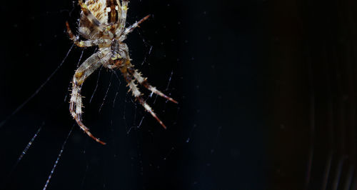 Close-up of spider web against black background