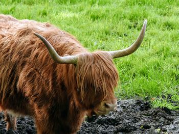 Highland cow in a field