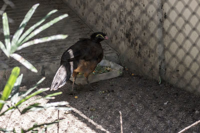 Bird on shadow