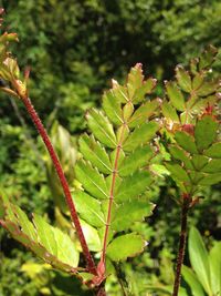 Close-up of leaves