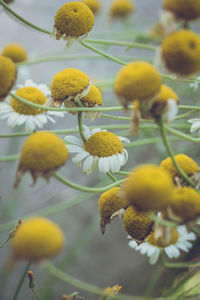 Low angle view of yellow flowers growing on plant