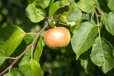 Close-up of apple growing on tree