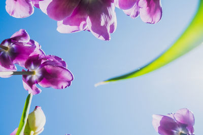 Close-up of pink flowering plant against sky