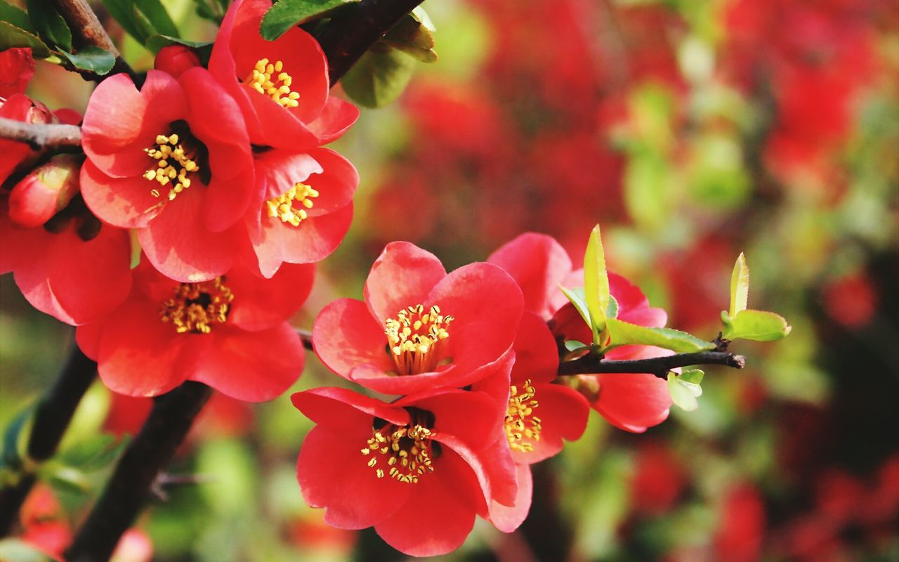 flower, freshness, petal, growth, fragility, beauty in nature, flower head, red, focus on foreground, close-up, blooming, nature, plant, in bloom, blossom, pollen, stamen, pink color, park - man made space, day