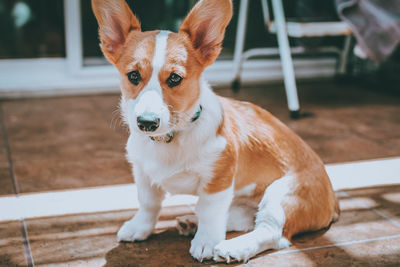 Portrait of dog sitting outdoors