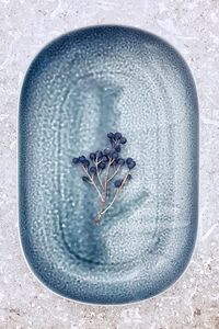 High angle view of rose on glass wall