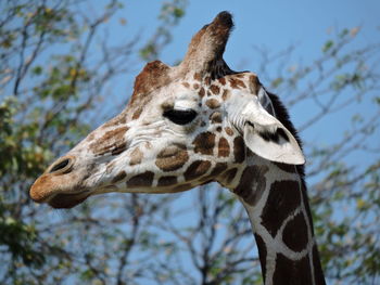 Close-up of giraffe