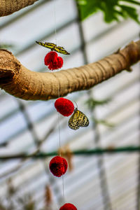 Close-up of plant with butterflies 