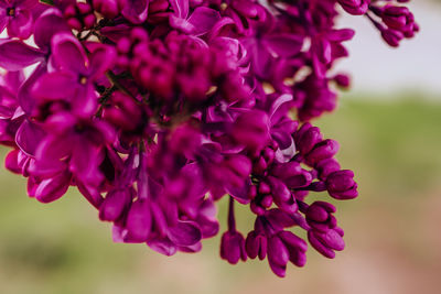 Close-up of pink flowering plant