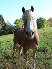 Portrait of horse on grass against sky