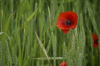 Close-up of poppy plant 