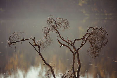 Close-up of bare tree by lake against sky