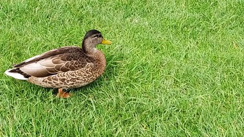 High angle view of mallard duck on field