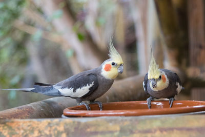 Close-up of bird perching outdoors