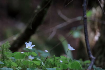 Close-up of white flowers