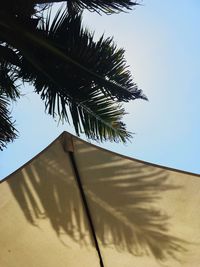 Low angle view of tree against clear sky