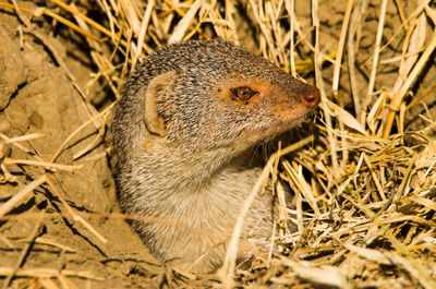 Close-up of a reptile in a field