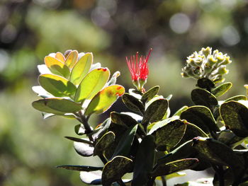 Close-up of orange flowers blooming outdoors