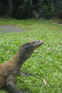 Komodo dragon, varanus komodoensis, also known as the komodo monitor