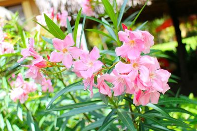 Close-up of pink flowers