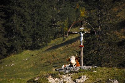 Cow relaxing by crucifix on hill