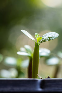 Close-up of green plant