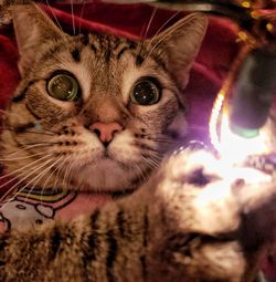 Close-up portrait of cat