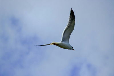 Low angle view of bird flying against sky