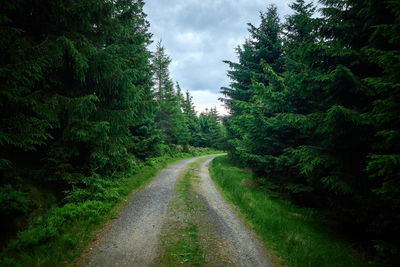 A gravel hiking trail. dense forest with road