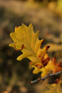 Close-up of yellow maple leaf against blurred background