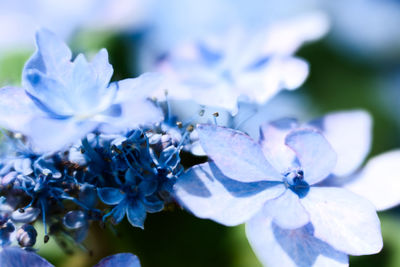 Close-up of blue hydrangea flowers