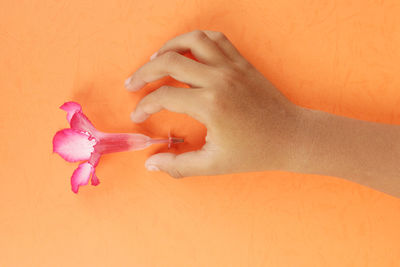 Close-up of hand on pink flower