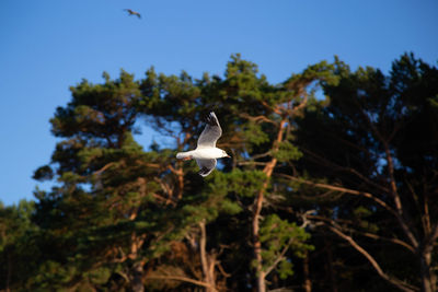 Low angle view of bird flying against the sky