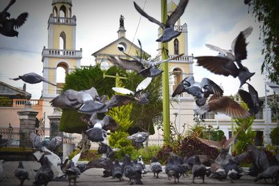 Birds perching on statue against buildings