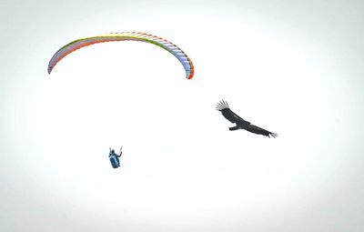 Low angle view of birds flying against clear sky