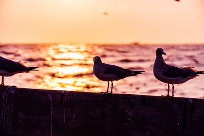 Seagull perching on wooden post at beach during sunset