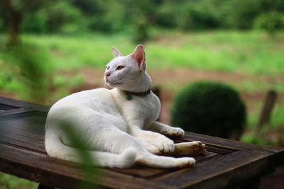 Close-up of a cat sitting on wood