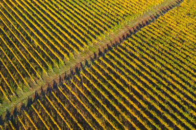 Full frame shot of vineyard